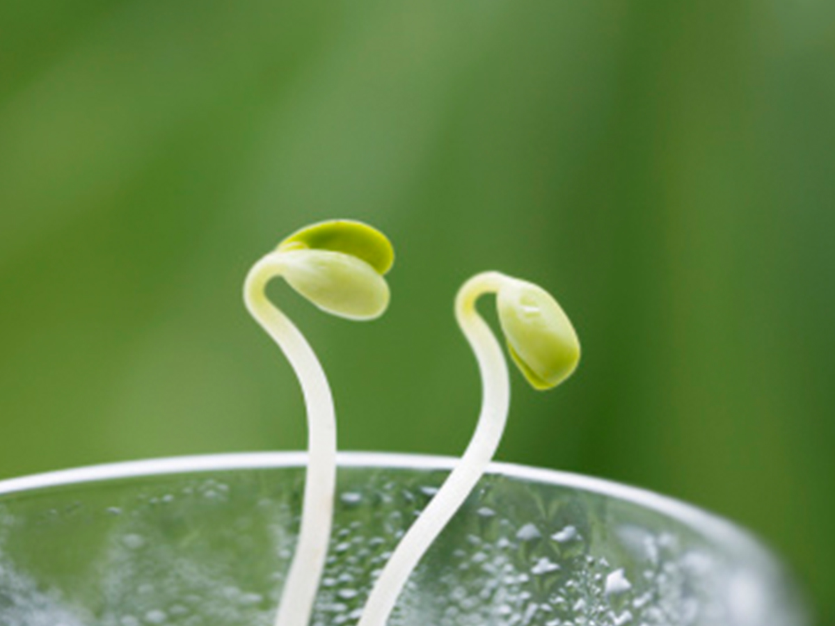 细述豆芽发芽的三个基本条件